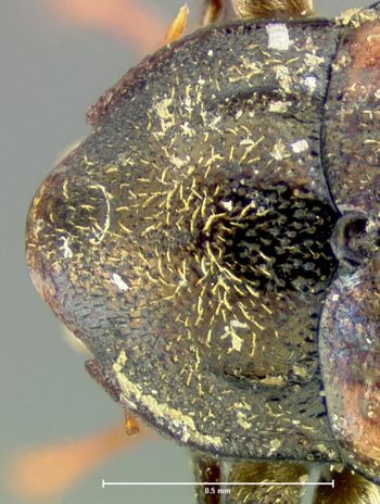 Media type: image;   Entomology 24456 Aspect: pronotum dorsal